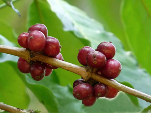 Preparato salutistico naturale Coffea Canephora robusta