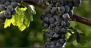 Preparato salutistico uva rossa del bordeaux (RECUPERO MUSCOLARE E STANCHEZZA FISICA)