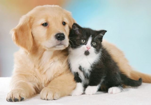 Integratore veterinario cane/gatto (CALMANTE)